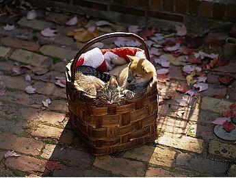 V社回应《半条命》等传闻：任何重要公布将会直接来自我们